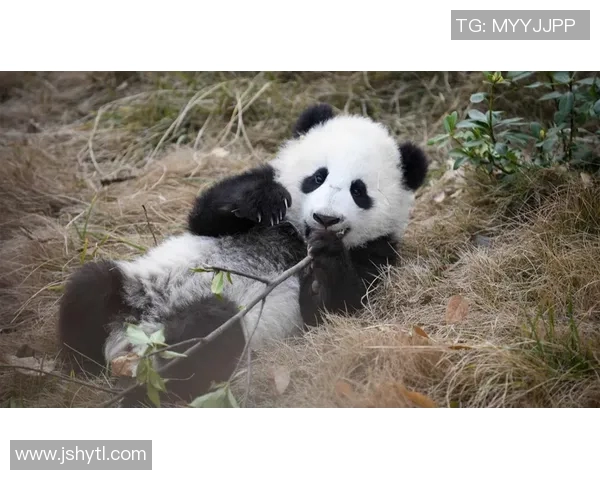 周雨一觉睡醒天塌了， 10次有8次匹配到暴力熊猫，配享“外行人支招热线”